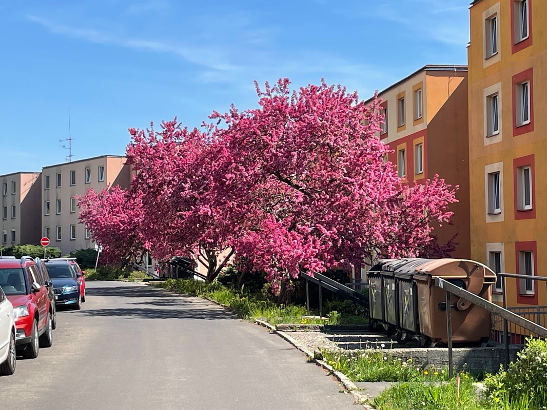 obvodova liniova vysadba 1 | WebJET CMS